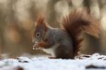 Veverka obecná (Sciurus vulgaris)