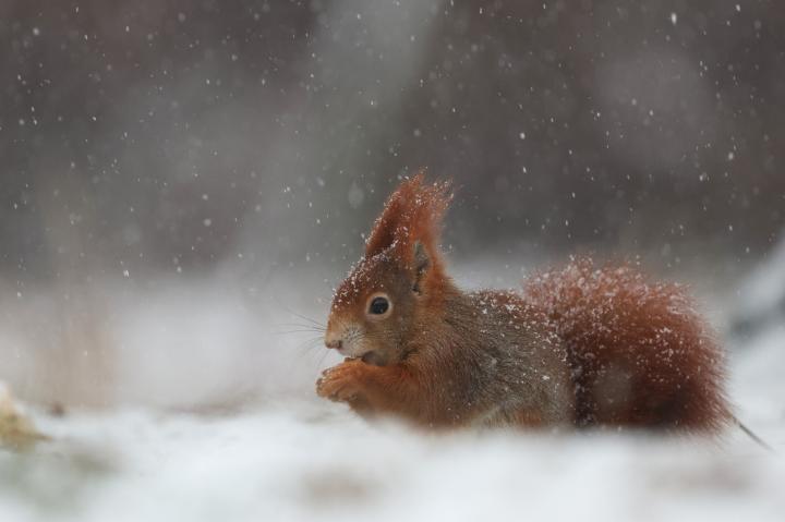Veverka obecná (Sciurus vulgaris)