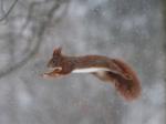 Veverka obecná (Sciurus vulgaris)