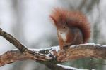 Veverka obecná (Sciurus vulgaris)