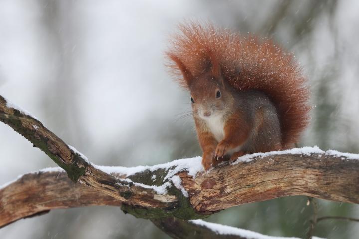 Veverka obecná (Sciurus vulgaris)