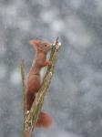 Veverka obecná (Sciurus vulgaris)