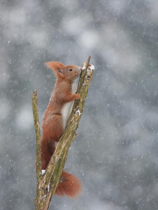 Veverka obecná (Sciurus vulgaris)