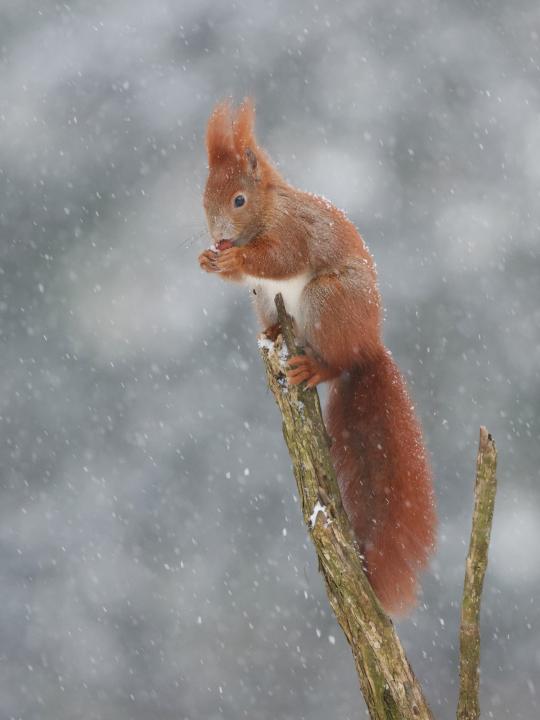 Veverka obecná (Sciurus vulgaris)