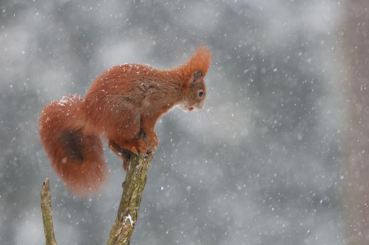 Veverka obecná (Sciurus vulgaris)