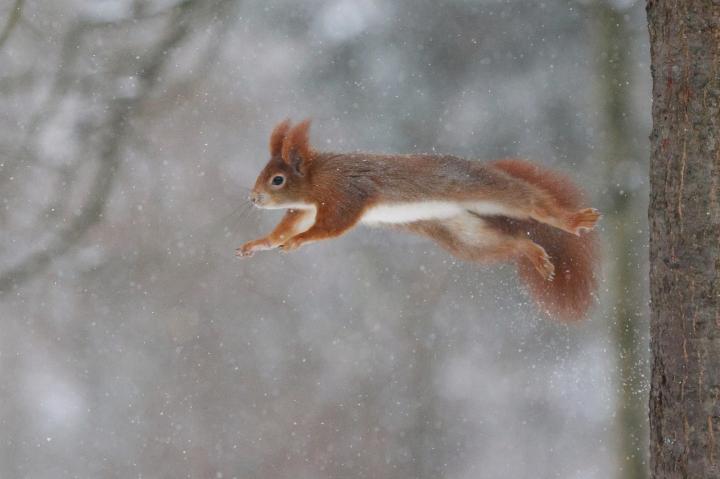 Veverka obecná (Sciurus vulgaris)