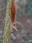 Veverka obecná (Sciurus vulgaris)