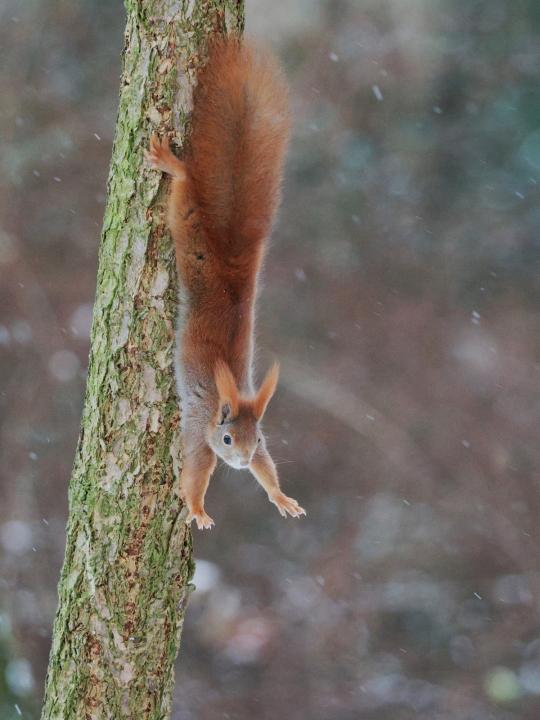 Veverka obecná (Sciurus vulgaris)