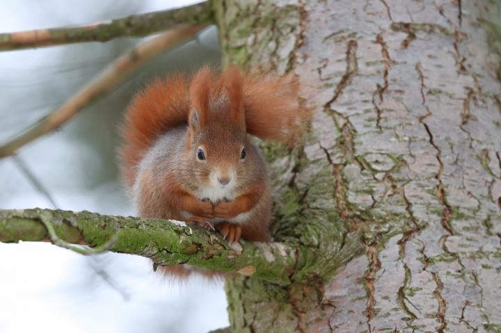 Veverka obecná (Sciurus vulgaris)
