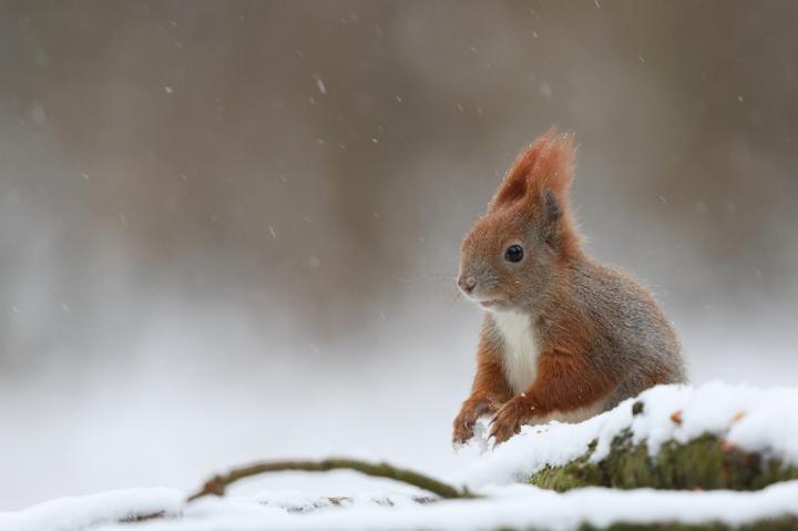 Veverka obecná (Sciurus vulgaris)