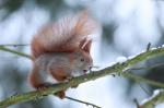 Veverka obecná (Sciurus vulgaris)