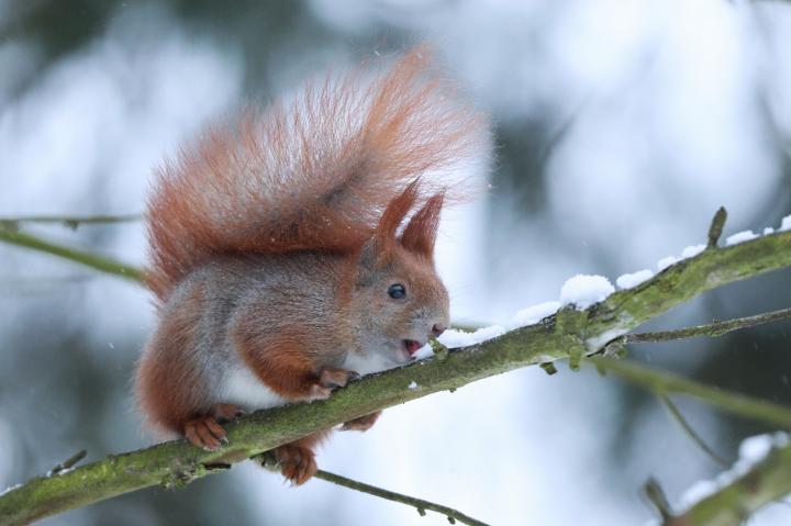Veverka obecná (Sciurus vulgaris)