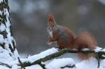 Veverka obecná (Sciurus vulgaris)