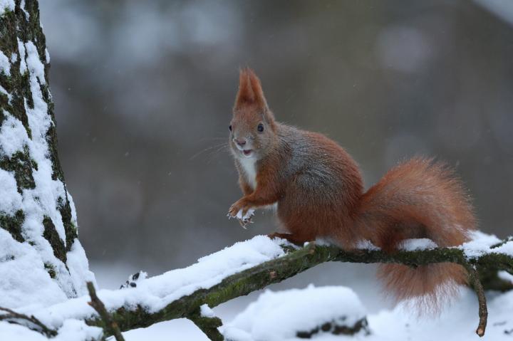Veverka obecná (Sciurus vulgaris)
