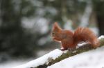 Veverka obecná (Sciurus vulgaris)