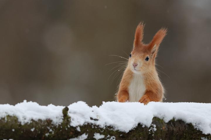Veverka obecná (Sciurus vulgaris)