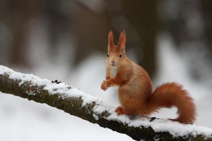 Veverka obecná (Sciurus vulgaris)