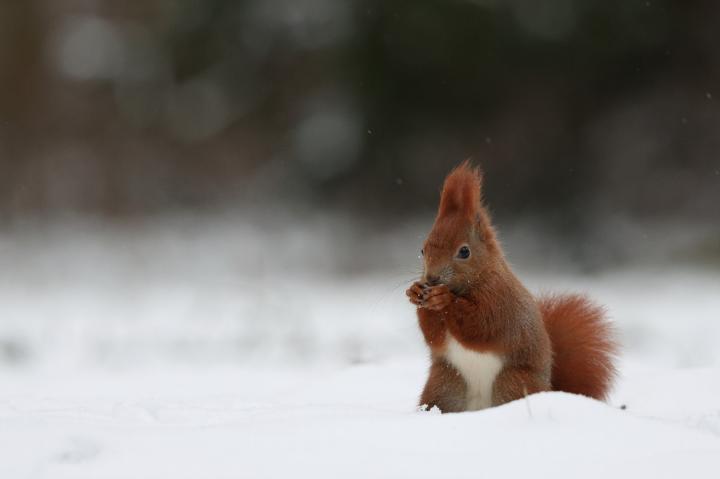 Veverka obecná (Sciurus vulgaris)