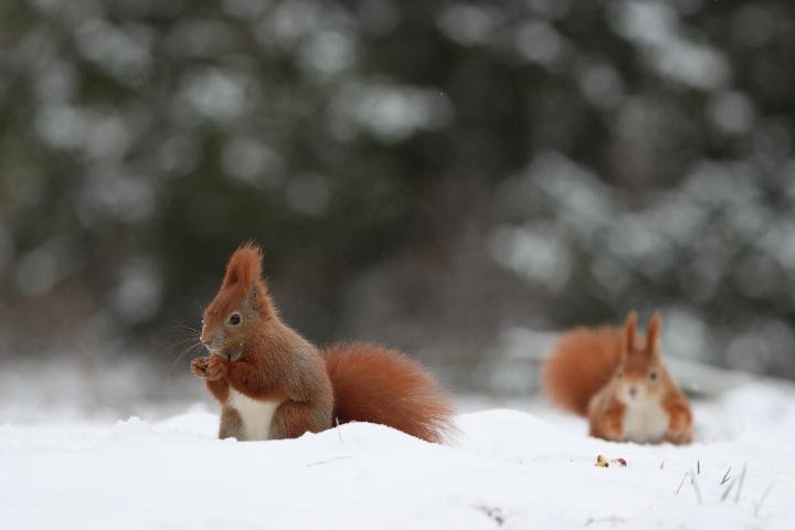 Veverka obecná (Sciurus vulgaris)