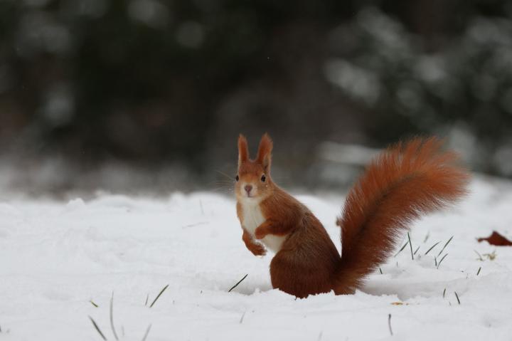 Veverka obecná (Sciurus vulgaris)