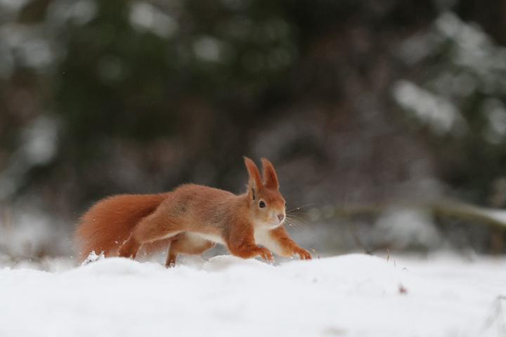Veverka obecná (Sciurus vulgaris)