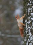 Veverka obecná (Sciurus vulgaris)