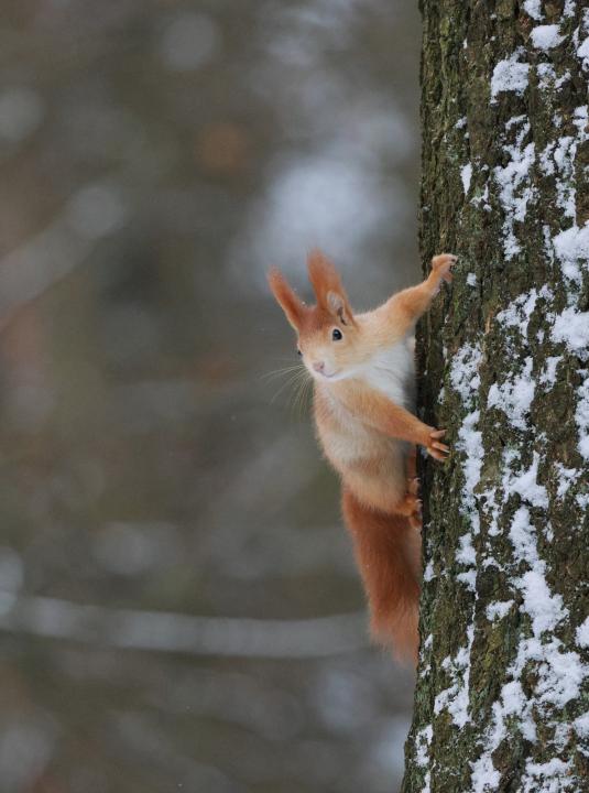 Veverka obecná (Sciurus vulgaris)