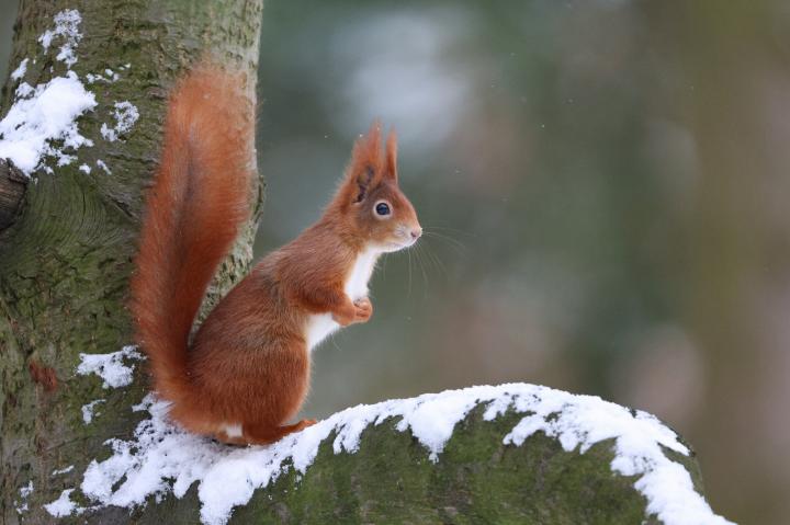 Veverka obecná (Sciurus vulgaris)