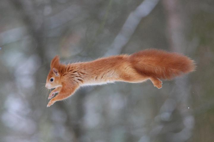 Veverka obecná (Sciurus vulgaris)