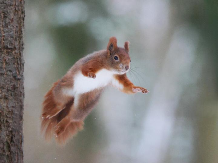 Veverka obecná (Sciurus vulgaris)