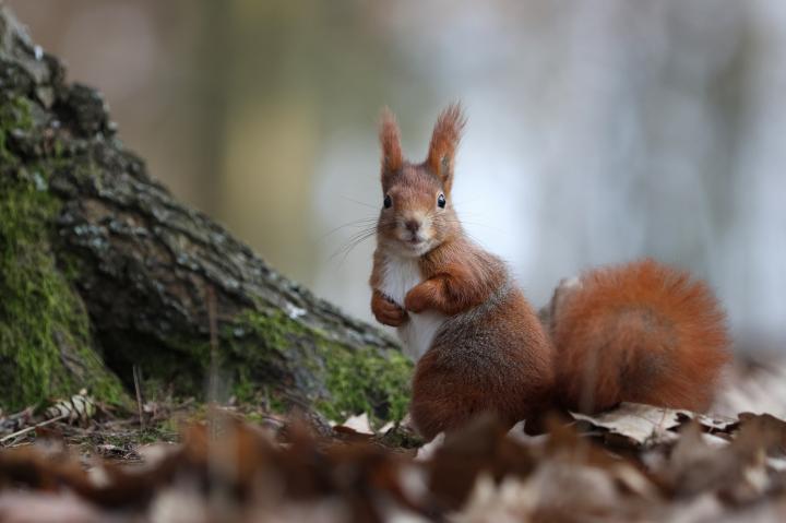 Veverka obecná (Sciurus vulgaris)