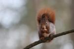 Veverka obecná (Sciurus vulgaris)