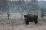 Zubr evropský (Bison bonasus)