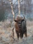 Zubr evropský (Bison bonasus)