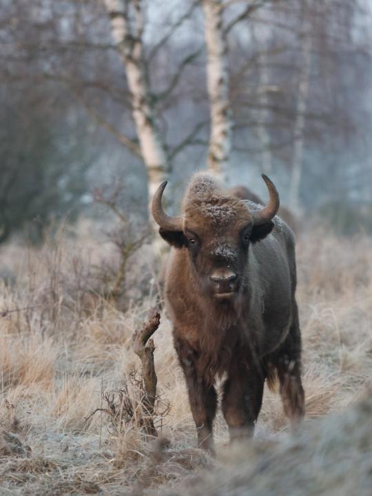 Zubr evropský (Bison bonasus)