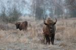 Zubr evropský (Bison bonasus)