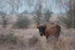 Zubr evropský (Bison bonasus)