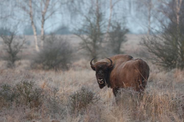 Zubr evropský (Bison bonasus)