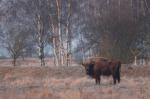 Zubr evropský (Bison bonasus)