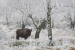 Zubr evropský (Bison bonasus)