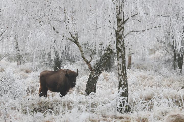 Zubr evropský (Bison bonasus)