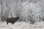 Zubr evropský (Bison bonasus)