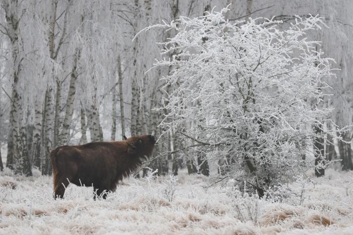 Zubr evropský (Bison bonasus)