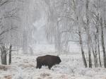Zubr evropský (Bison bonasus)