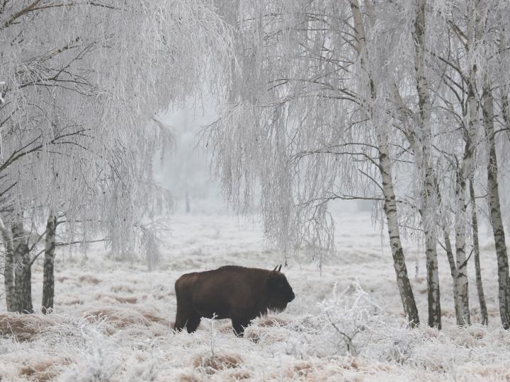 Zubr evropský (Bison bonasus)