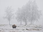 Zubr evropský (Bison bonasus)