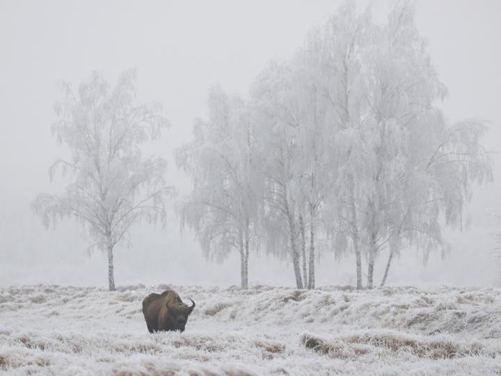 Zubr evropský (Bison bonasus)