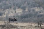 Zubr evropský (Bison bonasus)