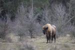 Zubr evropský (Bison bonasus)