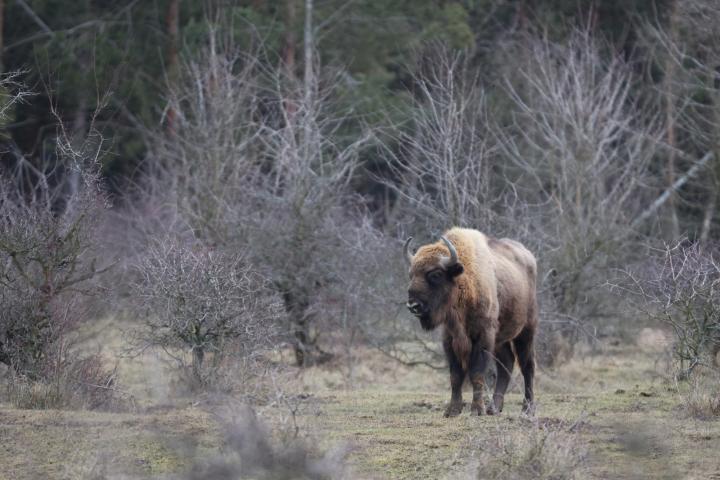 Zubr evropský (Bison bonasus)